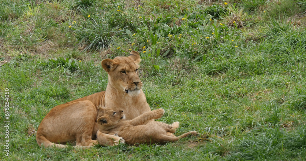 Naklejka premium African Lion, panthera leo, Mother and Cub