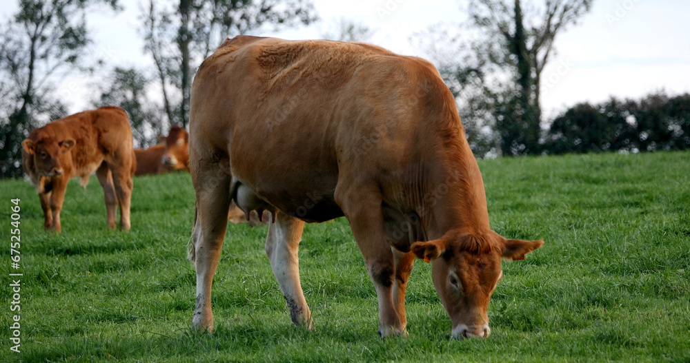 Limousin Domestic Cattle, Cows and Calves, Loire Countryside in France