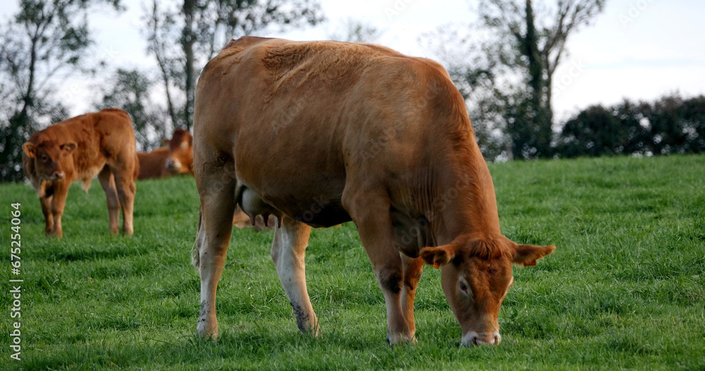 Limousin Domestic Cattle, Cows and Calves, Loire Countryside in France Limousin Domestic Cattle, Cows and Calves, Loire Countryside in France