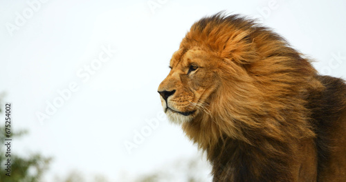 Fototapeta Naklejka Na Ścianę i Meble -  African Lion, panthera leo, Male with a nice Mane