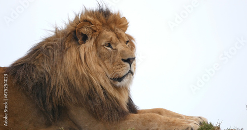 Fototapeta Naklejka Na Ścianę i Meble -  African Lion, panthera leo, Male with a nice Mane