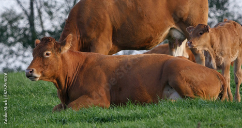 Limousin Domestic Cattle, Cows and Calves, Loire Countryside in France