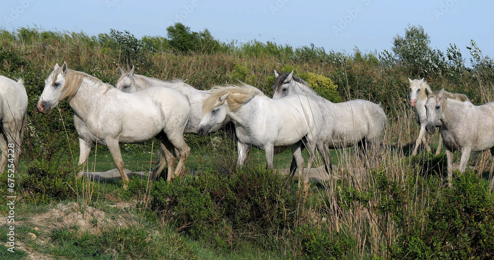 Obraz premium Camargue Horse, Herd standing in Swamp, Saintes Marie de la Mer in Camargue, in the South of France