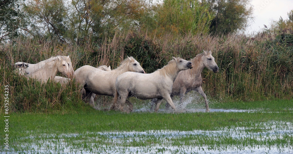 Camargue Horse, Herd standing in Swamp, Saintes Marie de la Mer in Camargue, in the South of France Camargue Horse, Herd standing in Swamp, Saintes Marie de la Mer in Camargue, in the South of France