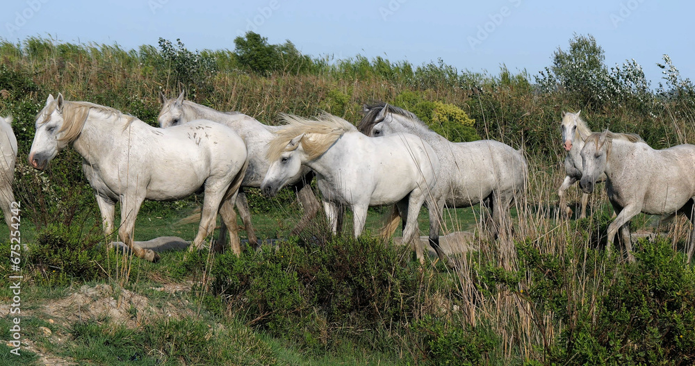 Obraz premium Camargue Horse, Herd standing in Swamp, Saintes Marie de la Mer in Camargue, in the South of France