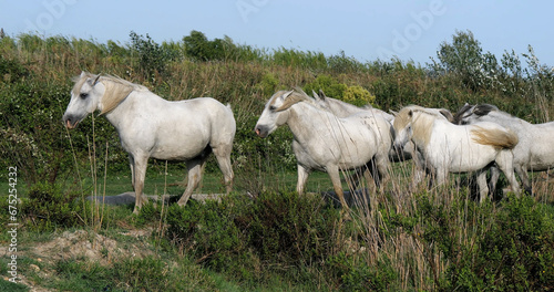Fototapeta Naklejka Na Ścianę i Meble -  Camargue Horse, Herd standing in Swamp, Saintes Marie de la Mer in Camargue, in the South of France