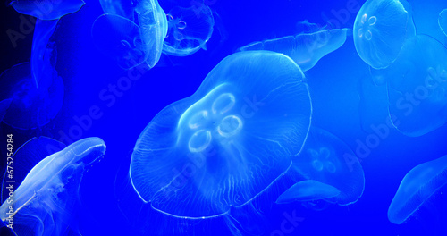 Common Jellyfish or Moon Jellyfish, urelia aurita, Group Swimming