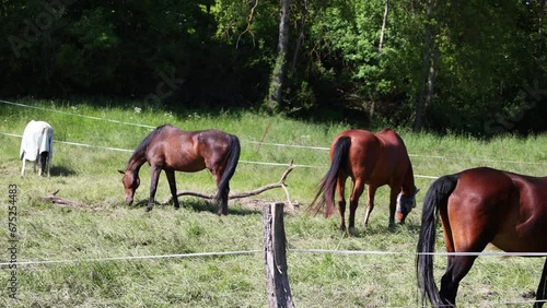 EntdeckeDiscover the tranquil beauty of idyllic grazing horses and naturen photo