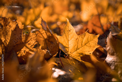 Yellow, brown and orange fallen leaves illuminated by the sun