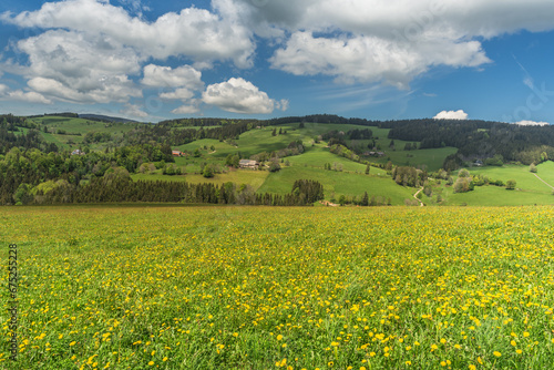 Hilly landscape with dandelion meadow and farms near St. Maergen in the Black Forest  Baden-Wuerttemberg  Germany