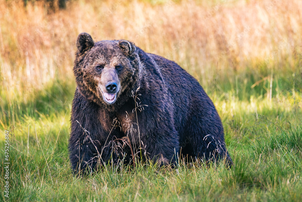 Fototapeta premium brown bear in the forest