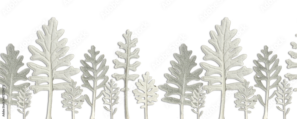 Plant pattern of Dusty Miller leaves, imitation of a forest. Transparent background with possibility to change background color. Wallpaper for cell phone or bookmark.