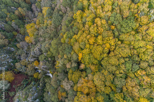 aerial drone view of autumn deciduous forest