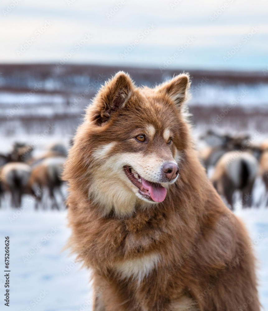 Naklejka premium Finnish Lapphund in nature