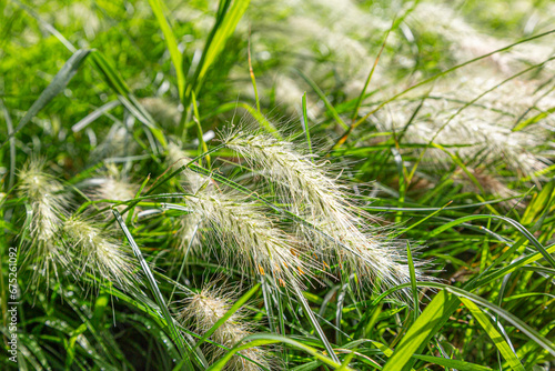 Fluffy Ears of Wild Grass