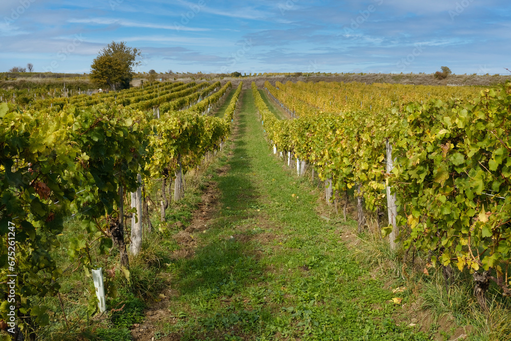 Rows of vineyard with green and yellow autumn leaves. Autumn grapes harvest in vineyard. Wine making concept. Vine vines in autumn. Selective focus.