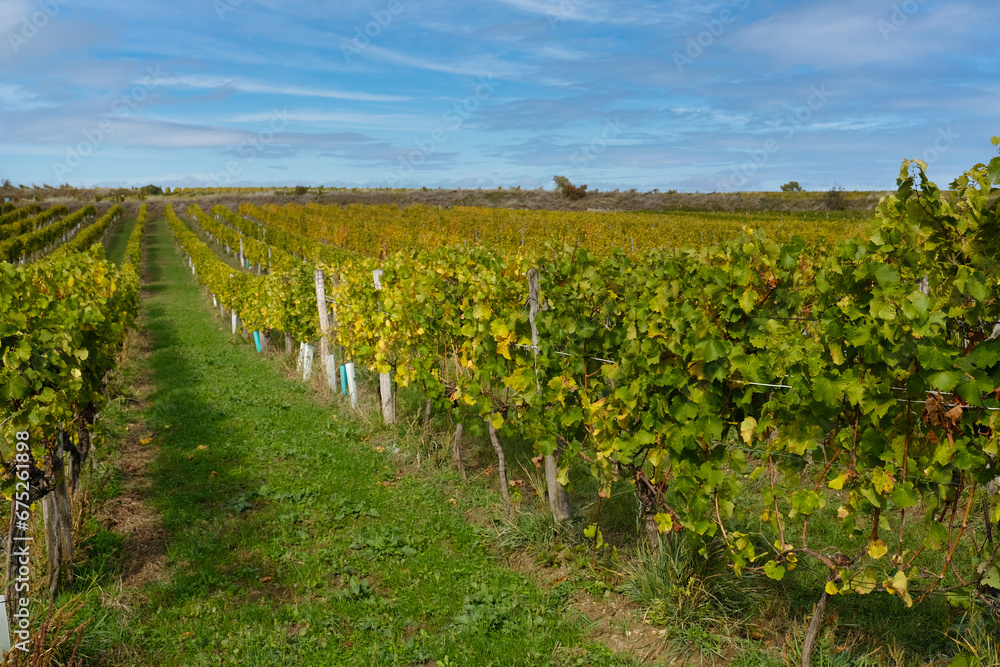 Obraz premium Rows of vineyard with green and yellow autumn leaves. Autumn grapes harvest in vineyard. Wine making concept. Vine vines in autumn. Selective focus.