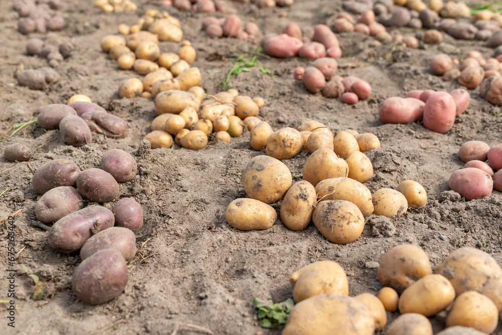 Rows of freshly dug potato in the garden. Growing potato in private garden, rich harvest