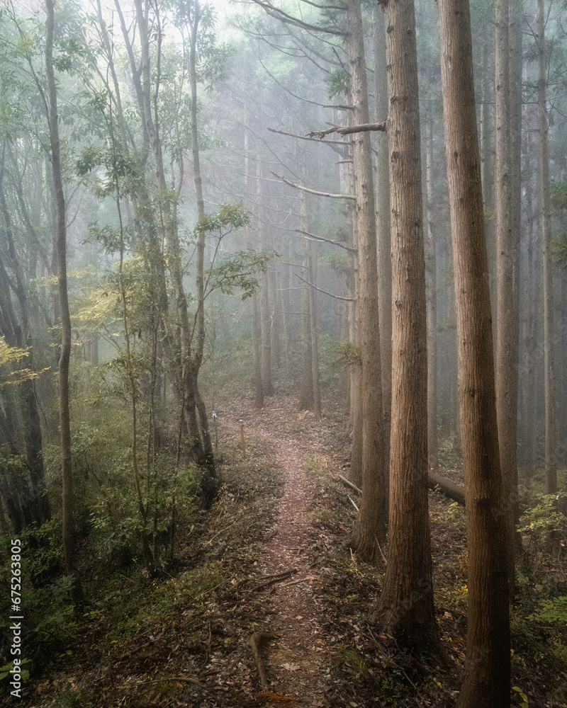Obraz premium 朝靄に浮かぶ森林の獣道