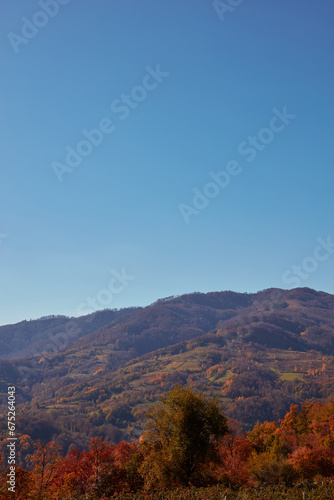 Autumn color trees and countryside landscape. © astrosystem