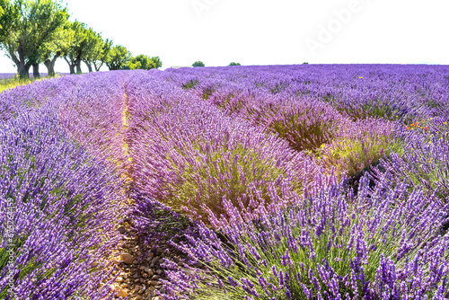 Champ de lavande à Valensole, Provence  photo