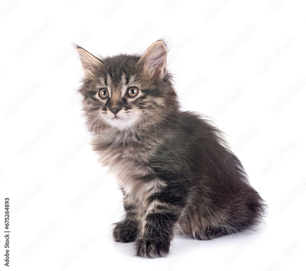 young Kurilian Bobtail in studio young Kurilian Bobtail in studio