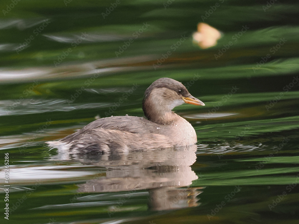 Zwergtaucher (Tachybaptus ruficollis) Zwergtaucher (Tachybaptus ruficollis)
