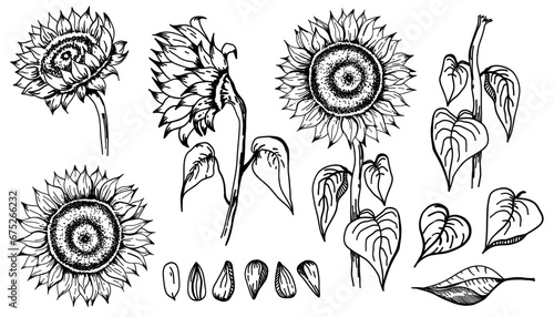 Sunflower. Sketch style flowers and leaves, black seeds. Black vintage decorative element. Greeting and invitation decor, oil packaging. Hand drawn botanical vector illustration
