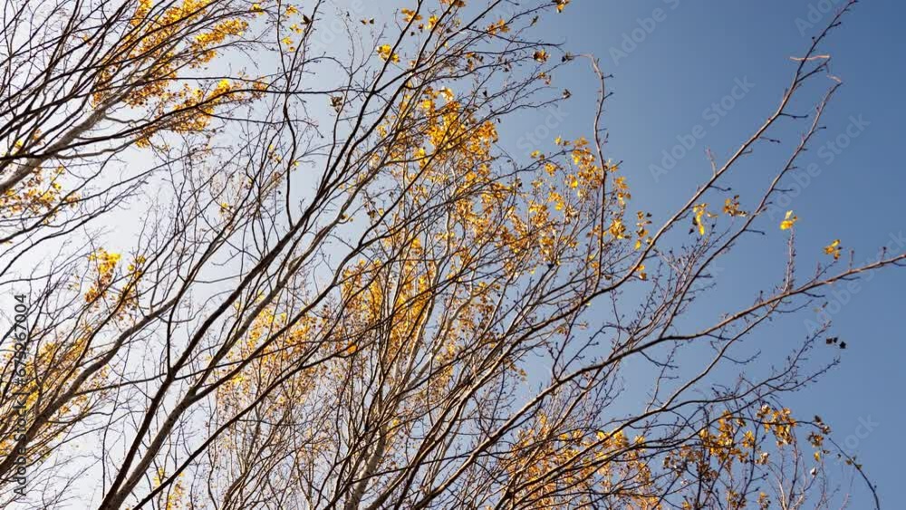 Branches and Leaves in the Autumn Sunshine_stabilized Branches and Leaves in the Autumn Sunshine_stabilized