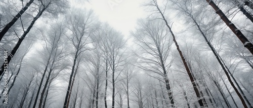 Trees in forest winter snow color from below  green tops of trees   grey sky background