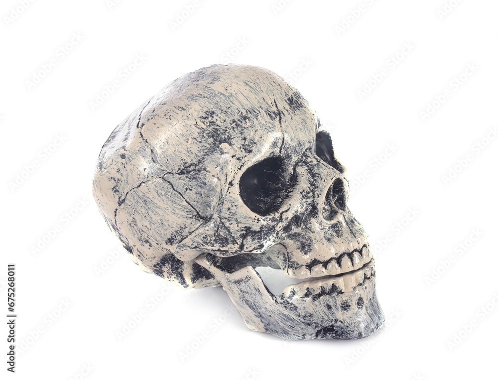 skull for halloween skull for halloween