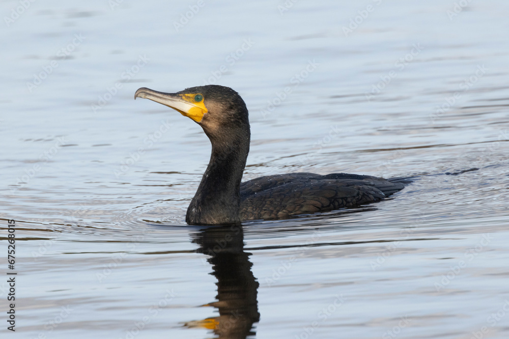 Kormoran (Phalacrocorax carbo) Kormoran (Phalacrocorax carbo)
