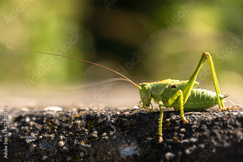Grasshopper on wall outside in nature. © Sandie