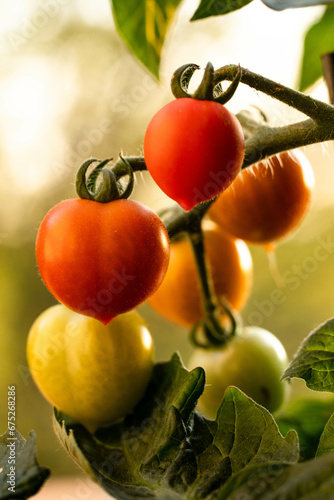 Tomatoes growing on the wine © Sandie