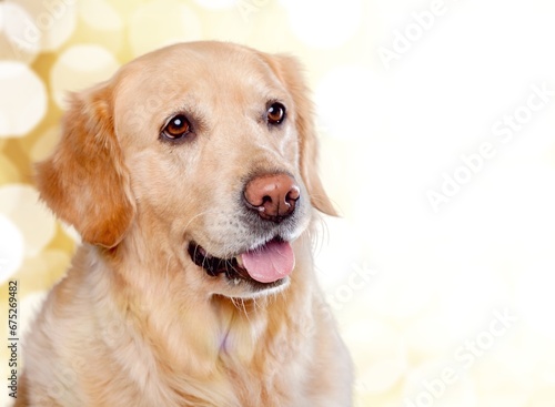 Fototapeta Naklejka Na Ścianę i Meble -  Beautiful cute young dog posing