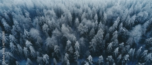 aerial view of forest trees in winter ,scenic ,drone view panoramic 