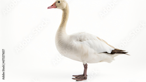 Goose on white background isolated on white background