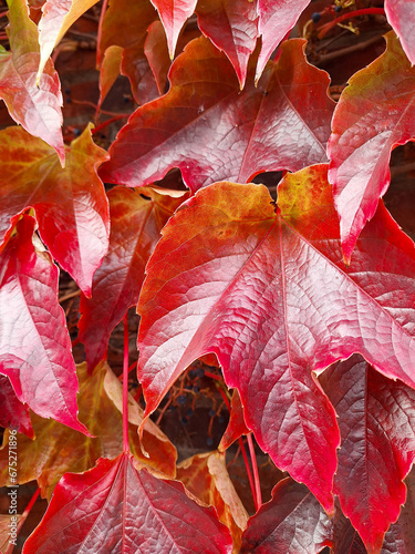 The beautifull colors of autumn