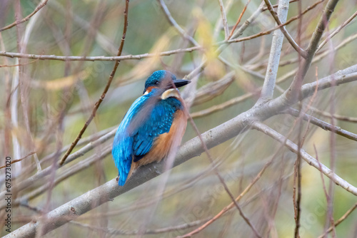 Obraz na płótnie Eisvogel (Alcedo atthis) gut getrant im Gebüsch, typischer Aufenthaltsort