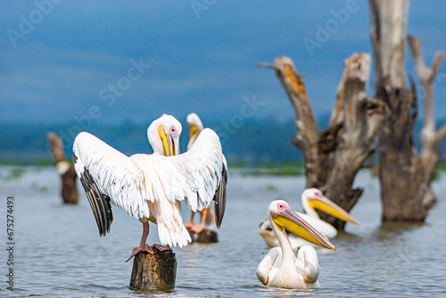great white pelicans at the lake in kenya