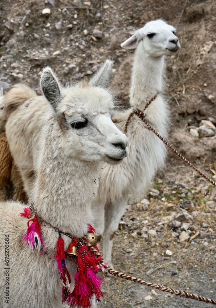 Obraz premium White Alpacas wearing colorful red collars and saddles in Mountains in Peru.