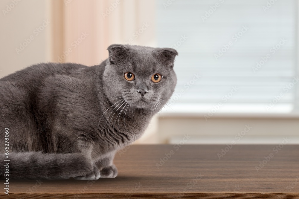 Naklejka premium Cute young smart cat posing