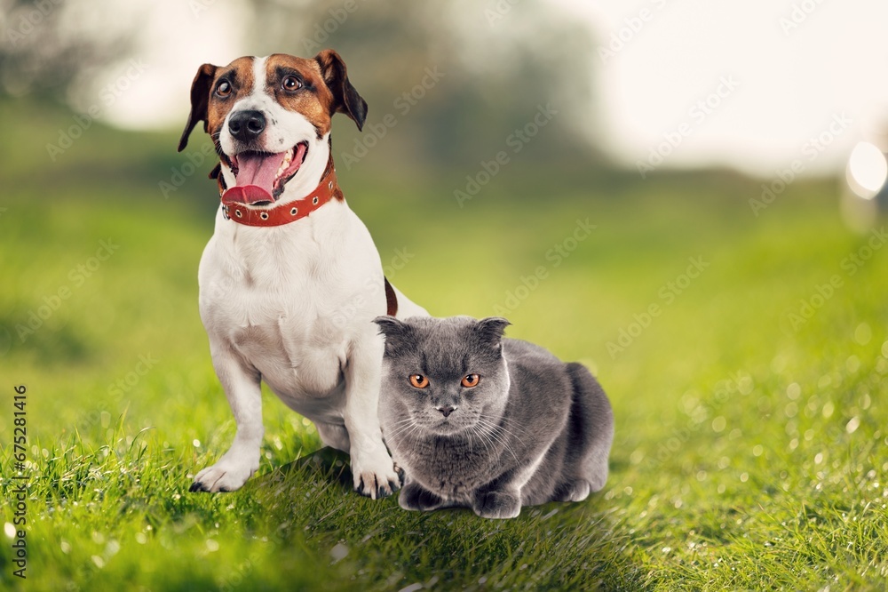 Cute little young cat and dog in park Cute little young cat and dog in park