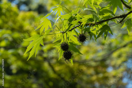 Young green leaves and spiky balls of seeds of Liquidambar styraciflua tree, commonly called American sweet gum (amber tree) against blurred backdrop of greenery. Close-up. Nature concept for design photo