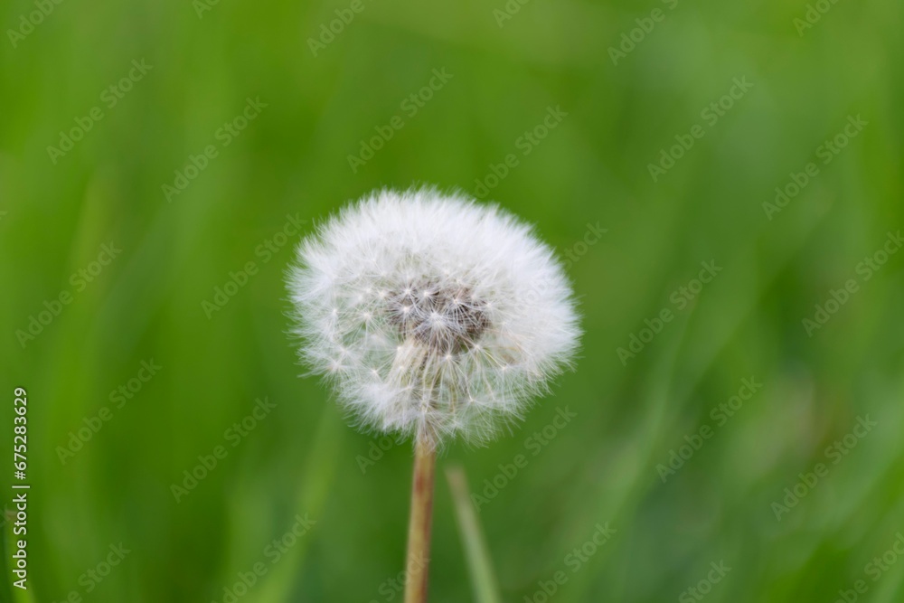 Closeup photograph of a dandelion flower in full bloom Closeup photograph of a dandelion flower in full bloom