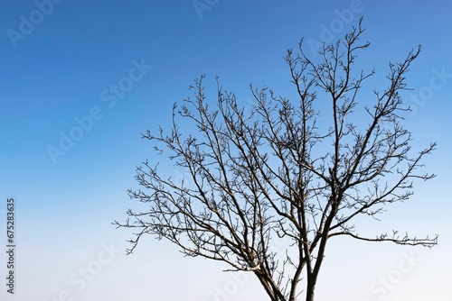 фотографія Tall, leafless tree stands against a vibrant blue sky, highlighting the stark co
