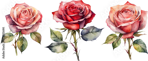 Red and pink water color roses on transparent background