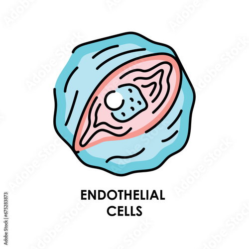 Human endothelial cell color line icon. Microorganisms microbes, bacteria.