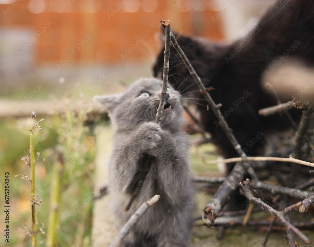 Obraz premium kitten playing in the garden
