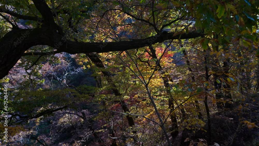 A view of a forest with autumn leaves. A view of a forest with autumn leaves.